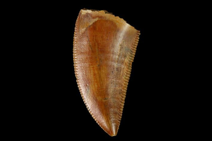 Serrated, Raptor Tooth - Real Dinosaur Tooth #149086